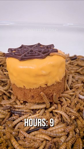 47K views · 220 reactions | Mealworms vs. Halloween cake | WormLapse | Facebook