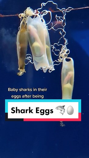 Shark Eggs: A Fascinating Journey from Embryo to Baby Shark