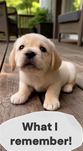 From Tiny Pup to Big Lab 😭 1 Year Later