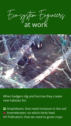 Badger burrowing & digging behaviour changes topsoil's chemical and physical properties and promotes soil enrichment.This creates new habitats for: 🐸 Amphibians: that need moisture in the soil 🐞 Invertebrates: on which birds feed 🐝! Pollinators: that we need to grow crops Aren't badgers fantastic eco-system engineers?! 🦡 Learn more about badgers on our website: www.badgertrust.org.uk | Badger Trust