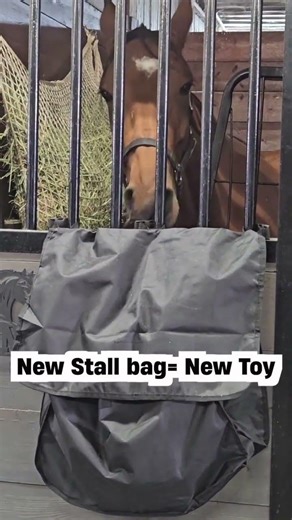Funny Horse Video | New Stall Bag, New Toy