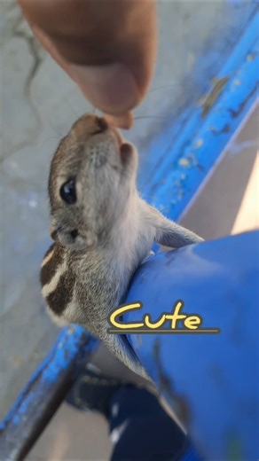 Cute wild friends 🥰🥜🐿 #squirrel #sorts