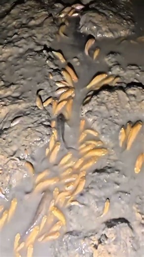 Iwak nila kecemplung good #mancing