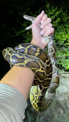 Meg De Angelis 𓆉 on Instagram: "Ever see the shape of a python’s teeth up close? 🐍 Notice their teeth are not only sharp, but also curve backward. That helps hook their jaws onto their prey, so that even if the prey item tries to get away, it actually just sinks the teeth in further. #herpetology #burmesepython"