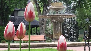 Sesquicentennial tulips bloom in Edmonton