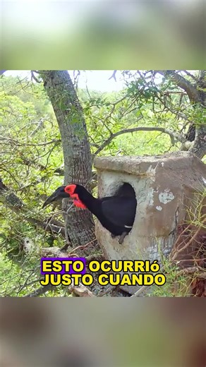 The leopard, after lying in wait for a long time, finally caught the bird chick.#animals #Foryou #Friendship #Us #fyp #field #bird #leopard