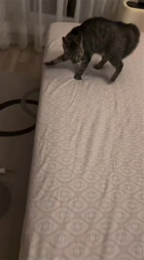 Hilarious Cat Attack Moments