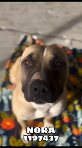 71 reactions · 25 shares | NORA (1197437) Sweet Nora is 3 years old...