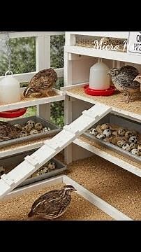 Coturnix #Quail: The Ultimate Guide to Urban Egg Farming (Better Than Chickens?)