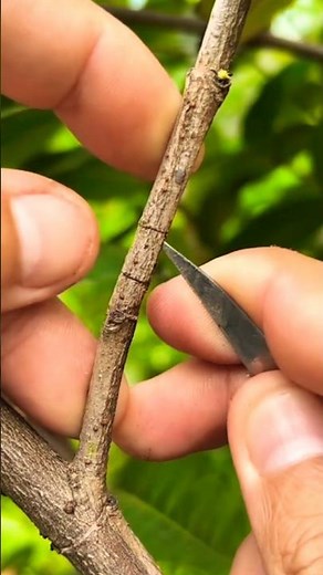 How to Air Layering Needle Flower Tree 🌿 | Easy Method to Grow from Cuttings