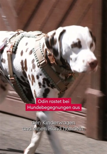 Dalmatiner Odin rastet bei Hundebegegnungen aus und bringt Frauchen Steffi mit Kinderwagen so in echte Bedrängnis 🫣 Erschwerend kommt hinzu: Odin ist taub. Doch was steckt wirklich hinter seinem Verhalten? 🐕 Hundetrainerin Sophie Schäfer macht eine erstaunliche Entdeckung… Die neue Folge von „Der Hundeprofi - Rütters Team“ seht ihr heute um 19:10 Uhr bei VOX oder jederzeit auf RTL 📺 #VOX #DerHundeprofi #MartinRütter #Hund #Erziehung 🐾 VOX; DerHundeprofi; RTLPlus;