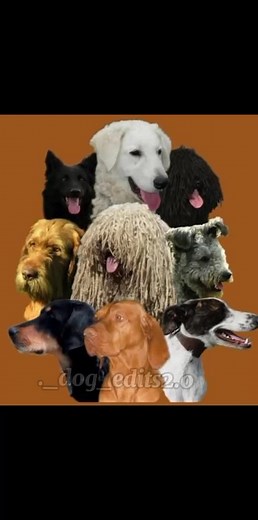 9 Hungarian dog breeds*❤🐶🐾#mudi #pumi #puli #magyarvizsla #drótszőrűmagyarvizsla #komondor #kuvasz #magyaragár #erdélyikopó #hungariandogbreeds