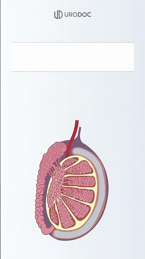 How to Retrieve Sperm | #malefertility