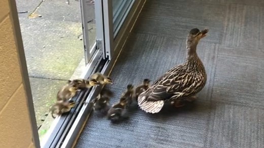 Mother duck leads ducklings through school