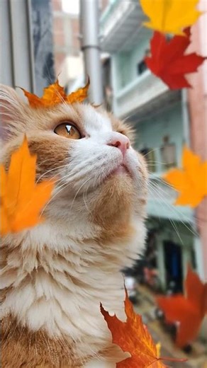 Falling colorful autumn leaves swirl around the curious cat. #cat #catheart #naturecat #cattree #yt