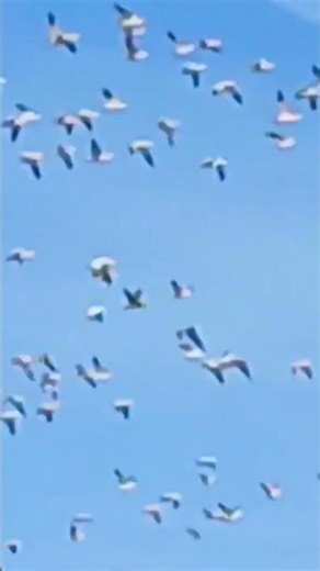 Snow Geese flock in flight
