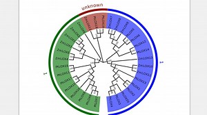 Evolview构建系统发育进化树
