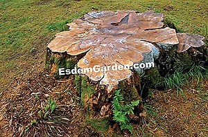 Дерево Франклина, Franklinia alatamaha: плантация, выращивание, уход 🌿 Все о садоводстве и дизайне сада - 2025