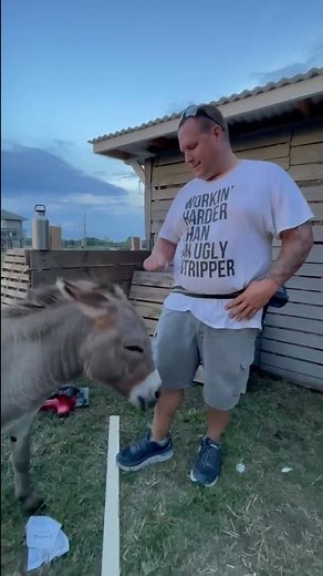 Waffles the Donkey Attempts to Help with Home Projects || ViralHog