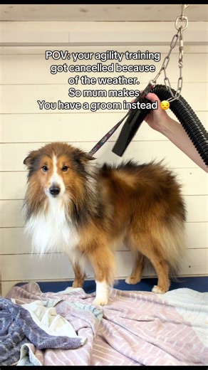 Sheltie Training Cancelled: A Disgusted Reaction