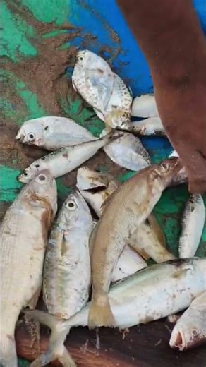 இன்னைக்கு என்ன மீன்கள்#viral #trending #youtubeshorts #fish #cooking #tamil #best