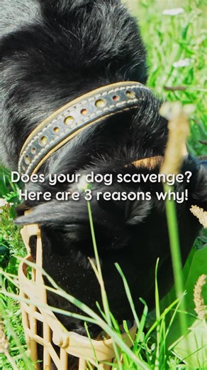 Struggling with scavenging? We know how worrying it can be if your dog is prone to eating bits and pieces off the ground whilst out on walks - you never know what might be lying around. Baskerville muzzles are a great training tool for dogs who are prone to scavenging, allowing them to enjoy their walks fully without risking their health (or your sanity!). #BaskervilleMuzzles #MuzzleTraining | Baskerville