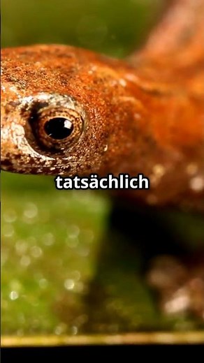 Riesensalamander: Der größte Lurch der Welt! Warum er fast nie zu sehen ist.