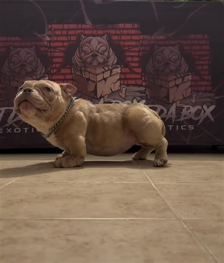 Understanding American Bully Breeds and Characteristics