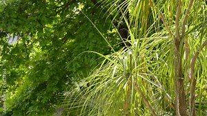 Beaucarnea longifolia (Nolina) is a genus of flowering plants native to Mexico and Central America. In the APG III classification system, it is placed in family Asparagaceae, subfamily Nolinoideae.