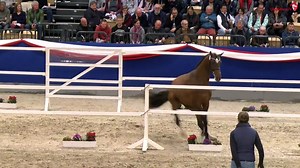 49K views · 341 reactions |  Look at them fly!! This is Cape Calidus by Casall - Calido I - Landgraf I during his loose jumping at the Holstenhallen for the Holstein Grading! 殺 ▶️ watch.clipmyhorse.tv/51HolsteinLicensing/EliteAuction  Tune in now for the presentation of the Champion Stallions 朗 | ClipMyHorse.TV Great Britain | Facebook