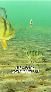 When perch are eating a size 4 Ultra Light Rippin’ Rap, you know they are hungry! Rapala Ice Rapala #lakemichigan #perchfishing #icefishing #rapalaice | Josh Legacy Outdoors