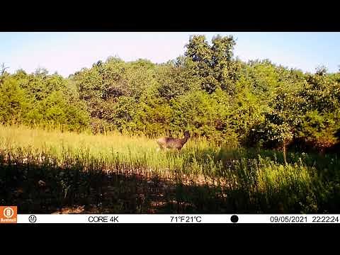 Bushnell Core DS 4K No Glow