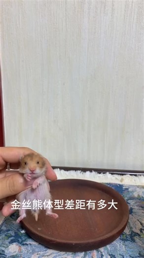 Mouse🐭 ASMR on Instagram: "How big is the difference in the size of the golden bear? In the end, I’m afraid it‘s a pig. Follow @mouse_mm_cook #mouse #mousecook #cook #ratatouille #ratatouille🐭"