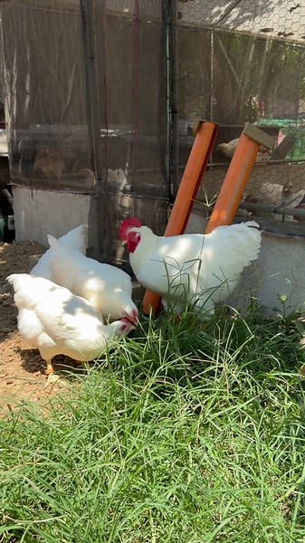 Own Produced – Rhode Island White SC 🧬 Selected from my batch. Still growing, can’t wait to see more from the next batch 👀 #farmlife #fyp #viral #followme #likeme