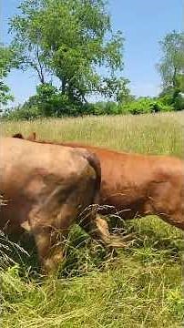 Aberdeen Angus, Lowline Grass-fed Cattle Shenandoah Valley, Va.