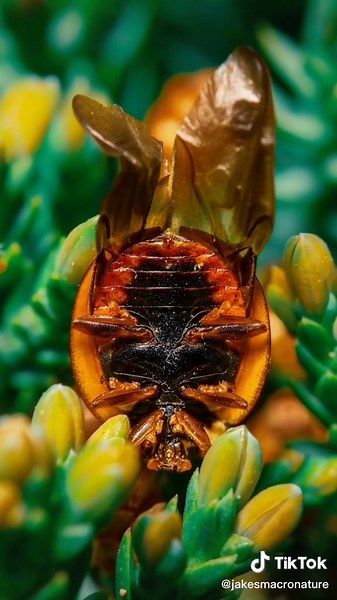 Jake's Macro Nature on TikTok