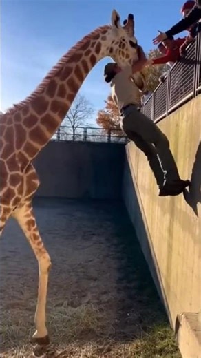 Giraffe Saves Trapped Keeper in Emotional Zoo Rescue 🦒❤️😭