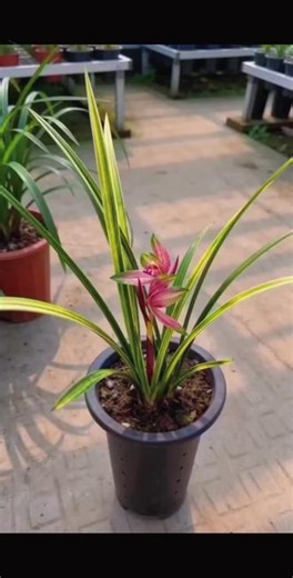 补个光雾彩霞的视频#春剑艺草 #精品兰花 #兰花 #兰花种植基地 #国兰