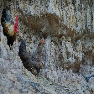 198K views · 1.1K reactions | The mother hen tries to protect her chicks from danger from the snake #AmazingAnimals #Animals #WorldAnimalDay Join us to get more information: Amazing Animals | Beautiful Animals | Facebook