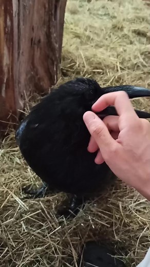 Morning relax 😊 | Echo the Raven