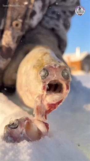 Life in Yakutsk | Tamil Wonders #tamilwonders #tamil #facts #shorts