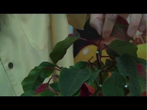 How to make a Poinsettia bloom anytime