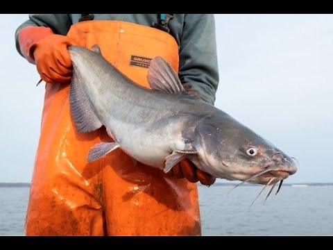 Chesapeake Bay Blue Catfish