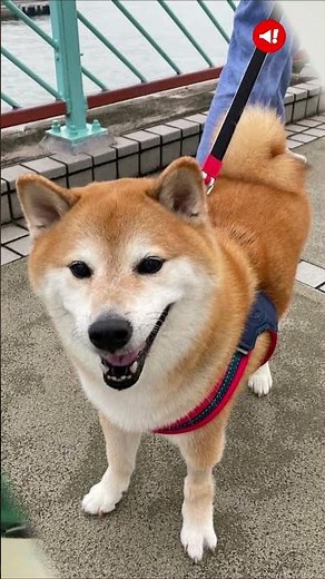 RIP CHEEMS| Viral 'Doge' Meme Dog Dies At 12 After Battling Cancer #trending