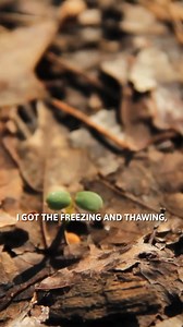 Let Mother Nature do your clover planting this spring. #habitatmanagement #clover #foodplot | The Management Advantage