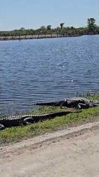Too Many Alligators: A Walk Down Lake Apopka Wildlife Drive