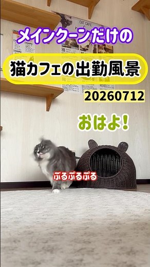 20260712メインクーンだけの【猫カフェの出勤風景】#cat #cooncat #mainecat #もふもふ
