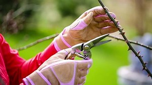 Spring Pruning Roses 库存影片视频（100% 免版税）9605873 | Shutterstock