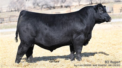 Study the practical build and balanced design in this calving ease,...