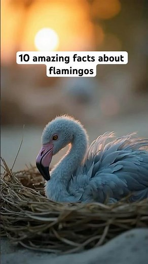10 Amazing Facts About Flamingos: